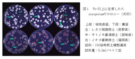 図1 Fo-G1上に生育したF. oxysporumのコロニー(矢印)