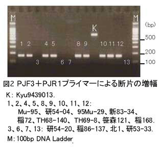 図2.PJF3+PJR1プライマーによる断片の増幅