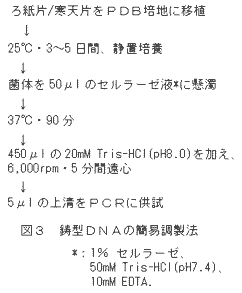 図3 鋳型DNAの簡易調製法