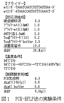 図1 PCR-RFLP法の実験条件