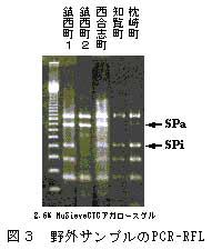 図3 野外サンプルのPCR-RFLP