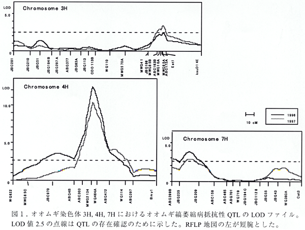 図1.オオムギ染色体3H, 4H, 7H におけるオオムギ縞萎縮病抵抗性QTL のLOD ファイル。