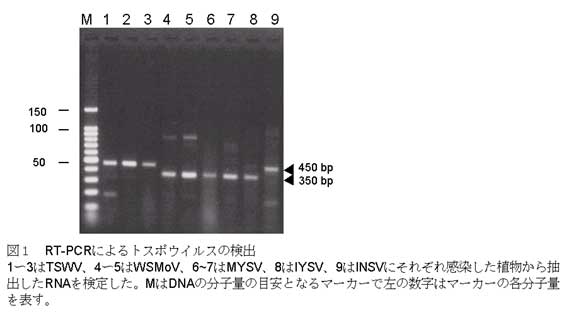 図1 RT-PCRによるトスポウイルスの検出