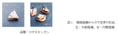 図1 塊根組織からの不定芽の形成.