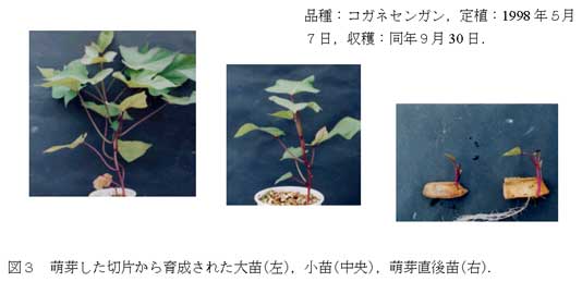 図3 萌芽した切片から育成された大苗(左),小苗(中央),萌芽直後苗(右).