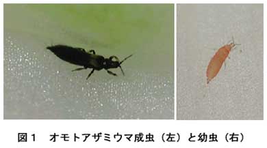 図1 オモトアザミウマ成虫(左)と幼虫(右)