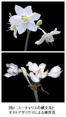図2 ユーチャリスの健全花とオモトアザミウマによる被害花