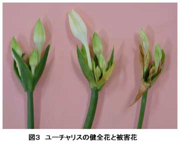 図3 ユーチャリスの健全花と被害花