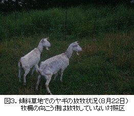 図3.傾斜草地でのヤギの放牧状況