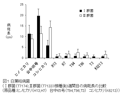 図1 白葉枯病菌(I群菌(T7174),III群菌(T7133))接種後3週間目の病斑長の比較