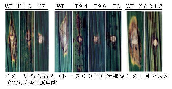 図2 いもち病菌(レース007)接種後12日目の病斑(WTは各々の原品種)
