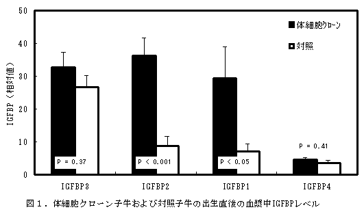 図1.体細胞クローン子牛および対照子牛の出生直後の血漿中IGFBPレベル