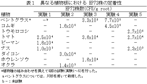 表1 異なる植物根における HP72株の定着性