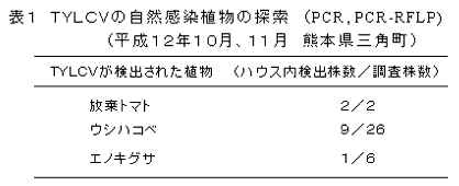 表1 TYLCVの自然感染植物の探索