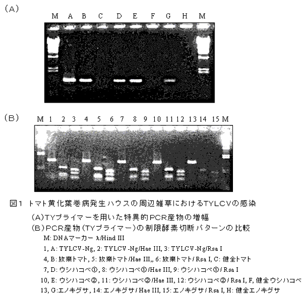 図1 トマト黄化葉巻病発生ハウスの周辺雑草におけるTYLCVの感染