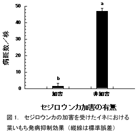 図1.セジロウンカの加害を受けたイネにおける葉いもち発病抑制効果