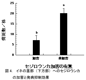 図4.イネの茎部(下方部)へのセジロウンカの加害と発病抑制効果