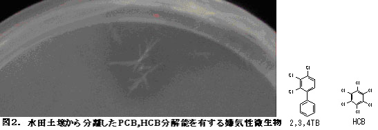 図2.水田土壌から分離したPCB、HCB分解能を有する嫌気性微生物