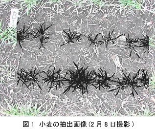 図1 小麦の抽出画像