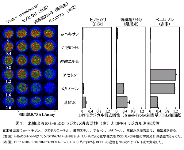 図1.米抽出液のt-BuOO ラジカル消去活性(左)とDPPH ラジカル消去活性