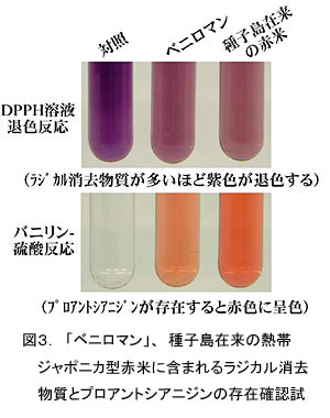 図3.「ベニロマン」、種子島在来の熱帯ジ ャポニカ型赤米に含まれるラジカル消去物 質とプロアントシアニジンの存在確認試験