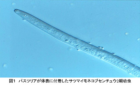 図1 パスツリアが体表に付着したサツマイモネコブセンチュウ2期幼虫