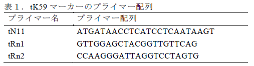 tK59マーカーのプライマー配列