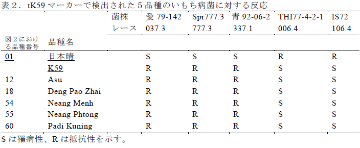 tK59マーカーで検出された5品種のいもち病菌に対する反応