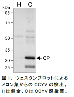 ウェスタンブロットによるメロン葉からのCCYVの検出。 Hは健全、CはCCYV感染葉。