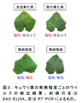 キュウリ葉の発病程度ごとのウイルスの検出結果。斜線の左はDAS-ELISA、右はRT-PCRによるもの。