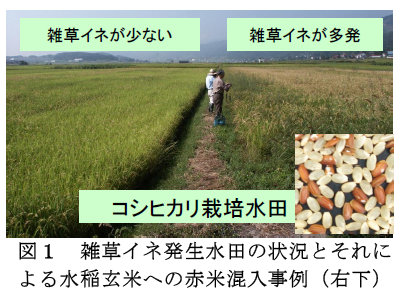 雑草イネ発生水田の状況とそれに よる水稲玄米への赤米混入事例(右下)