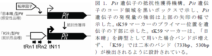 Pit遺伝子の抵抗性獲得機構