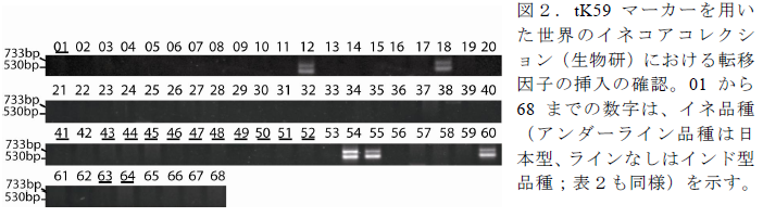 tK59マーカーを用いた世界のイネコアコレクション(生物研)における転移因子の挿入の確認