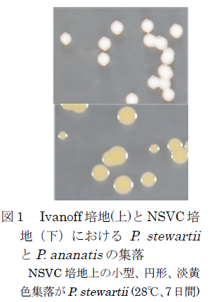 Ivanoff培地(上)とNSVC培地(下)におけるP. stewartiiとP. ananatisの集落