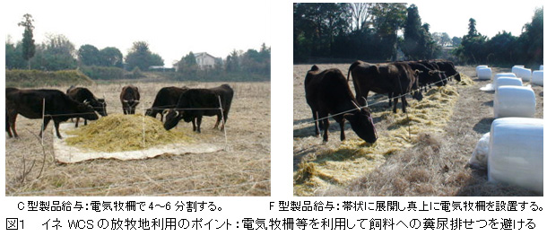 図1 イネWCSの放牧地利用のポイント:電気牧柵等を利用して飼料への糞尿排せつを避ける
