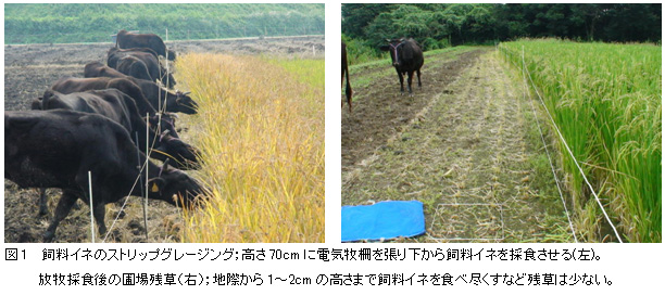 図1 飼料イネのストリップグレージング(左)、放牧採食後の圃場残草(右)
