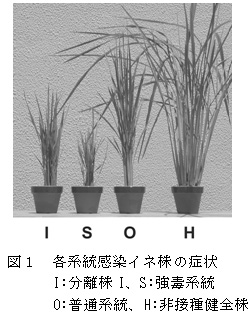 図1 各系統感染イネ株の症状