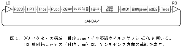 図1.DNAベクターの構造