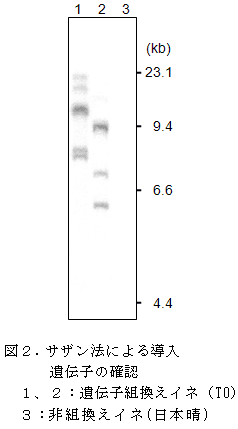図2.サザン法による導入遺伝子の確認