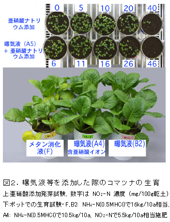 図2.曝気液等を添加した際のコマツナの生育