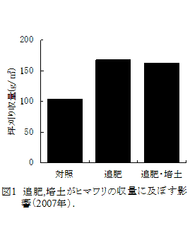 図1 追肥,培土がヒマワリの収量に及ぼす影響(2007年).