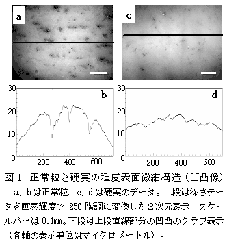 図1 正常粒と硬実の種皮表面微細構造(凹凸像)