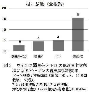 図3.ウイルス弱毒株とF13の組み合わせ接種によるピーマンの線虫害抑制効果