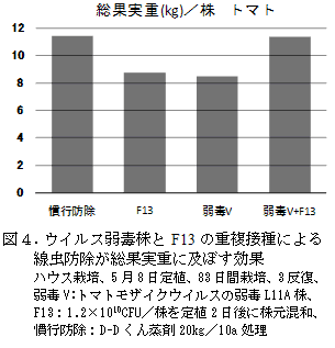 図4.ウイルス弱毒株とF13の重複接種による線虫防除が総果実重に及ぼす効果