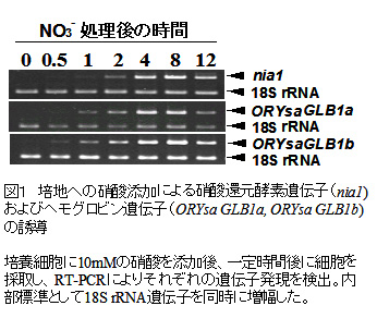 図1 培地への硝酸添加による硝酸還元酵素遺伝子(nia1)およびヘモグロビン遺伝子(ORYsa GLB1a, ORYsa GLB1b)の誘導