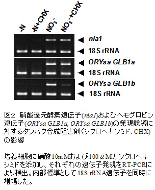 図2 硝酸還元酵素遺伝子(nia1)およびヘモグロビン遺伝子(ORYsa GLB1a, ORYsa GLB1b)の発現誘導に対するタンパク合成阻害剤(シクロヘキシミド: CHX)の影響