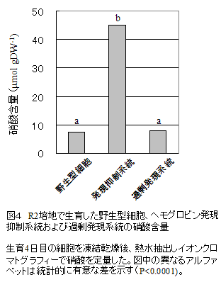 図4 R2培地で生育した野生型細胞、ヘモグロビン発現抑制系統および過剰発現系統の硝酸含量