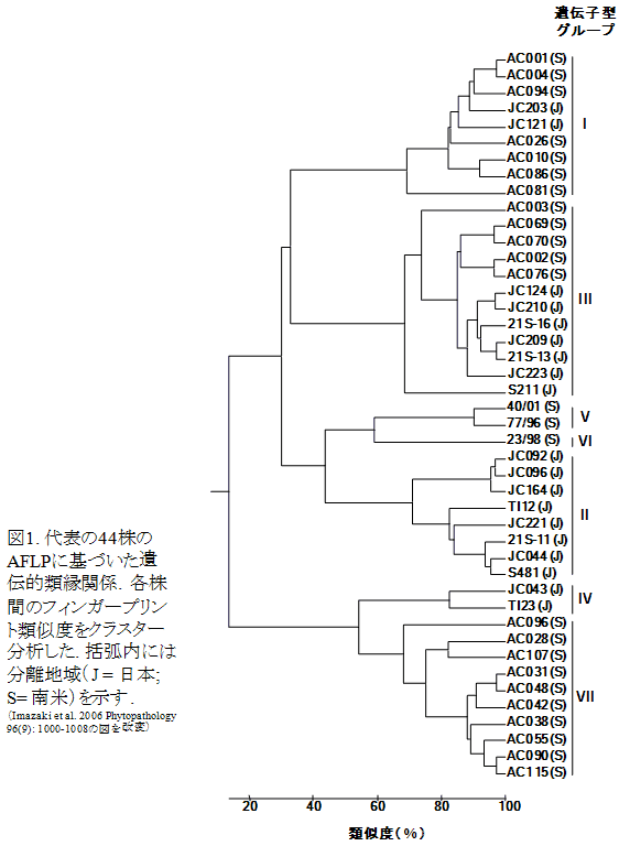 図1. 代表の44株のAFLPに基づいた遺伝的類縁関係.