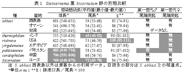 表1 Steinernema属bicornutum群の形態比較