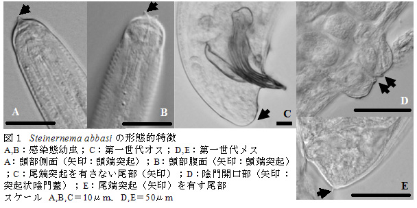 図1 Steinernema abbasiの形態的特徴